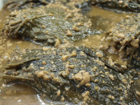 된장깻잎장아찌